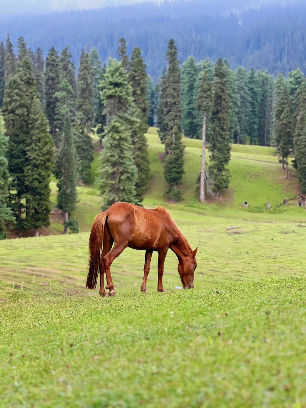 Baisaran Meadows near Pahalgam